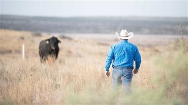 Man in a cowboy hat walking towards Angus bull in pasture.