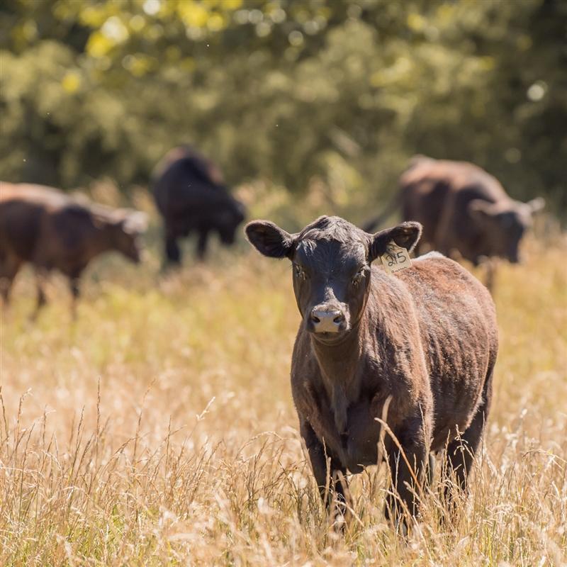 hair shedding calves