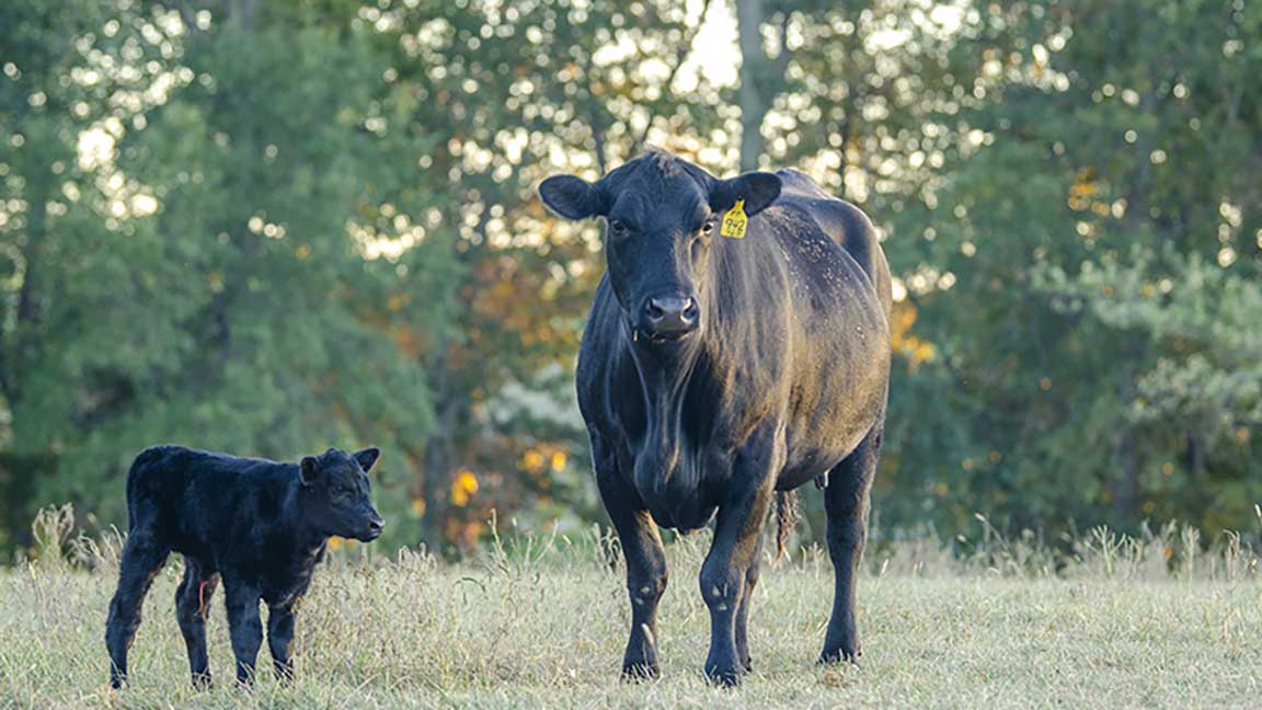 cow calf