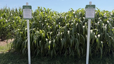 cover crops