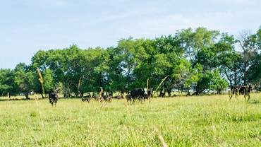 cattle in a field