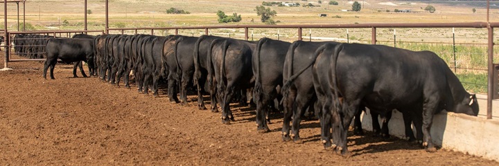 Feedlot bulls standing in a line at a feed bunk.