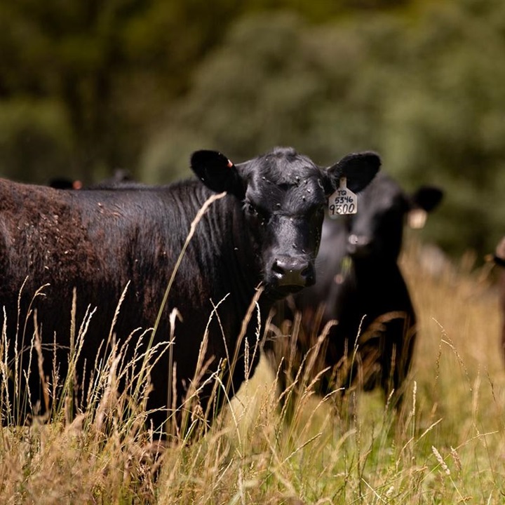 Three Angus calves facing forward in a tall, grassy pasture.