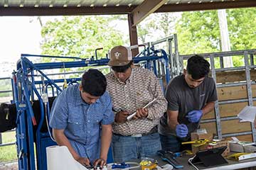 The Top Hand Stockmanship & Stewardship contest teaches teamwork as well as cattle handling skills.