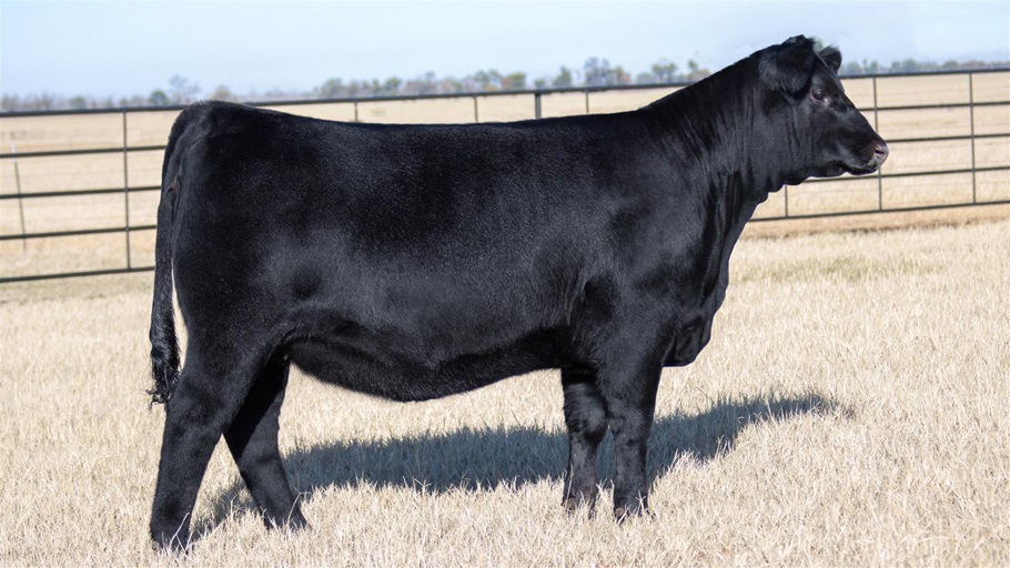 Wilks Rita 4728 to sell as the 2026 Angus Foundation Heifer Package, donated by Wilks Ranch of Eastland, Texas. The sale of the Angus Foundation Heifer Package will take place Friday, January 9, 2026, at the 87th National Angus Bull Sale during Cattlemen’s Congress in Oklahoma City.  