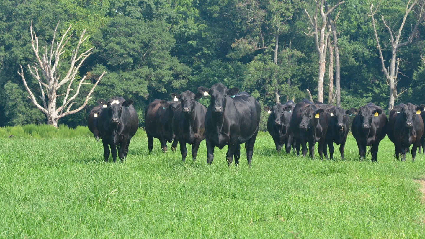 heifers on pasture