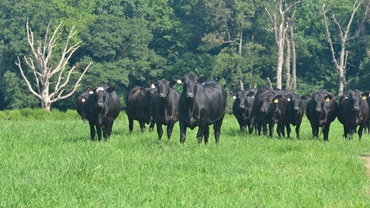 heifers on pasture