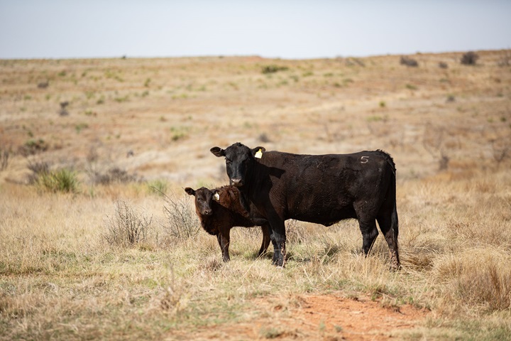 An Angus cow and calf standing in a golden brown pasture.