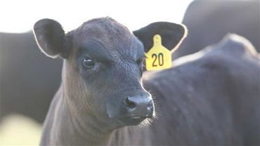 A profile of a black Angus calf with a yellow ear tag.