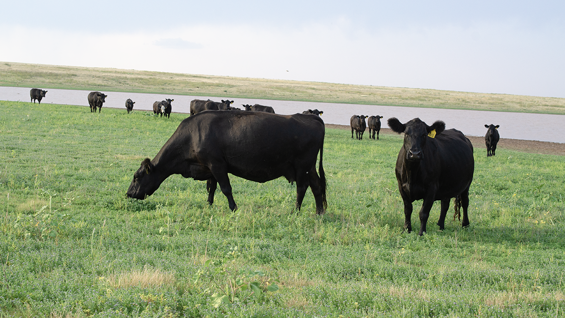 cattle near a pond
