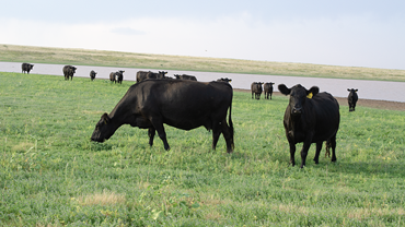 cattle near a pond