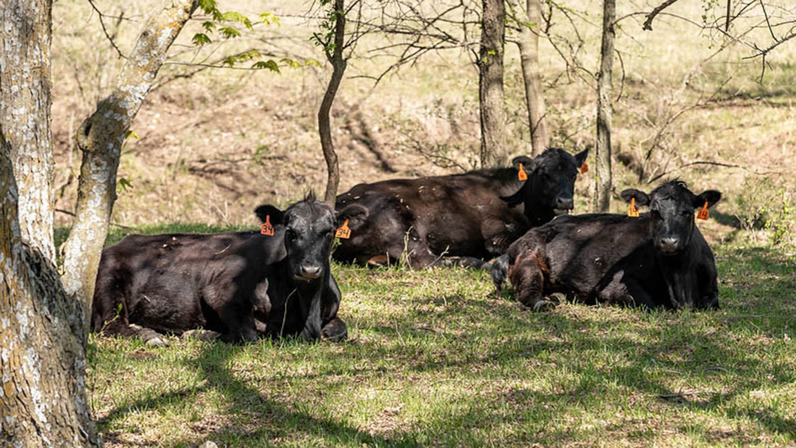 cattle lying down