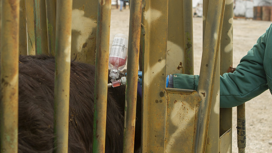 cow getting vaccinated