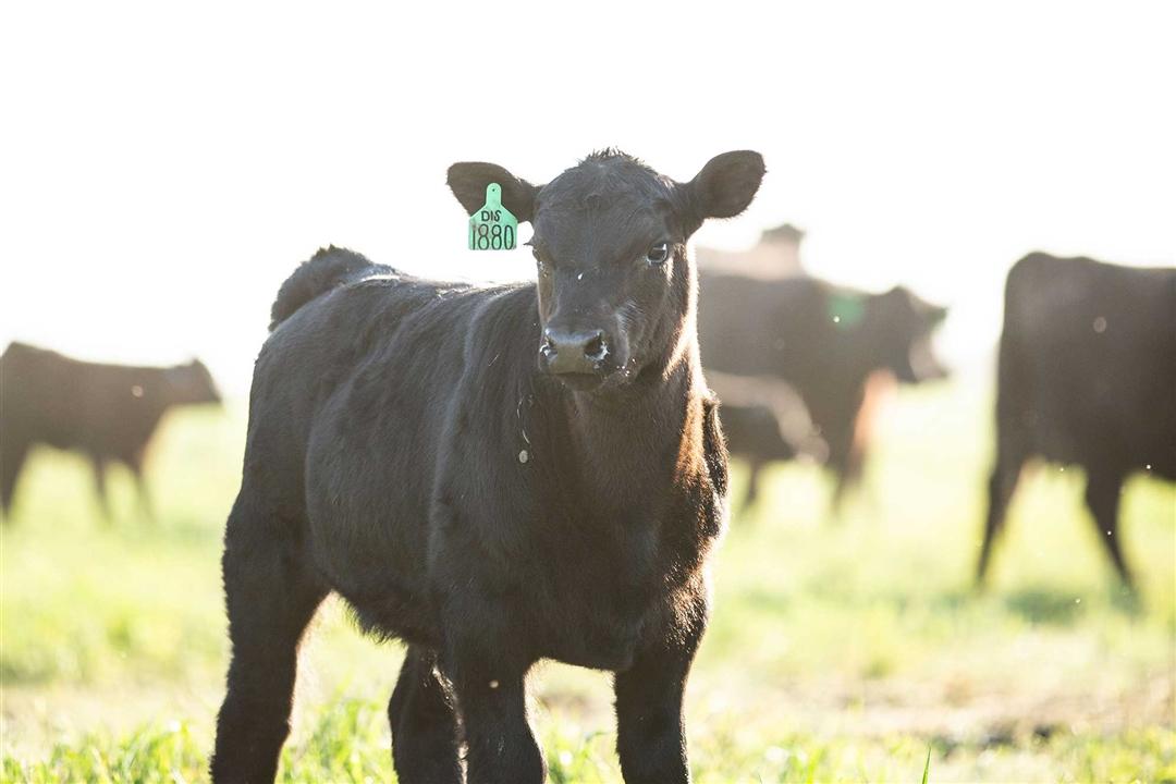 Black Angus calf stopping to look at the camera in the pasture.