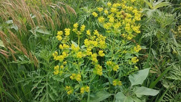 Noxious and invasive weeds are easier to control when you correctly identify weeds, use timely controls and understand the life cycle of different weeds. [Photo by Troy Walz.]