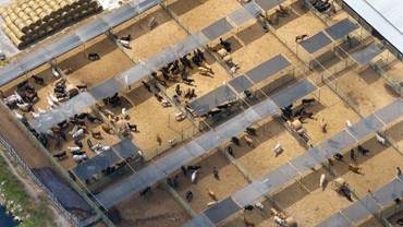 Feedlot overview