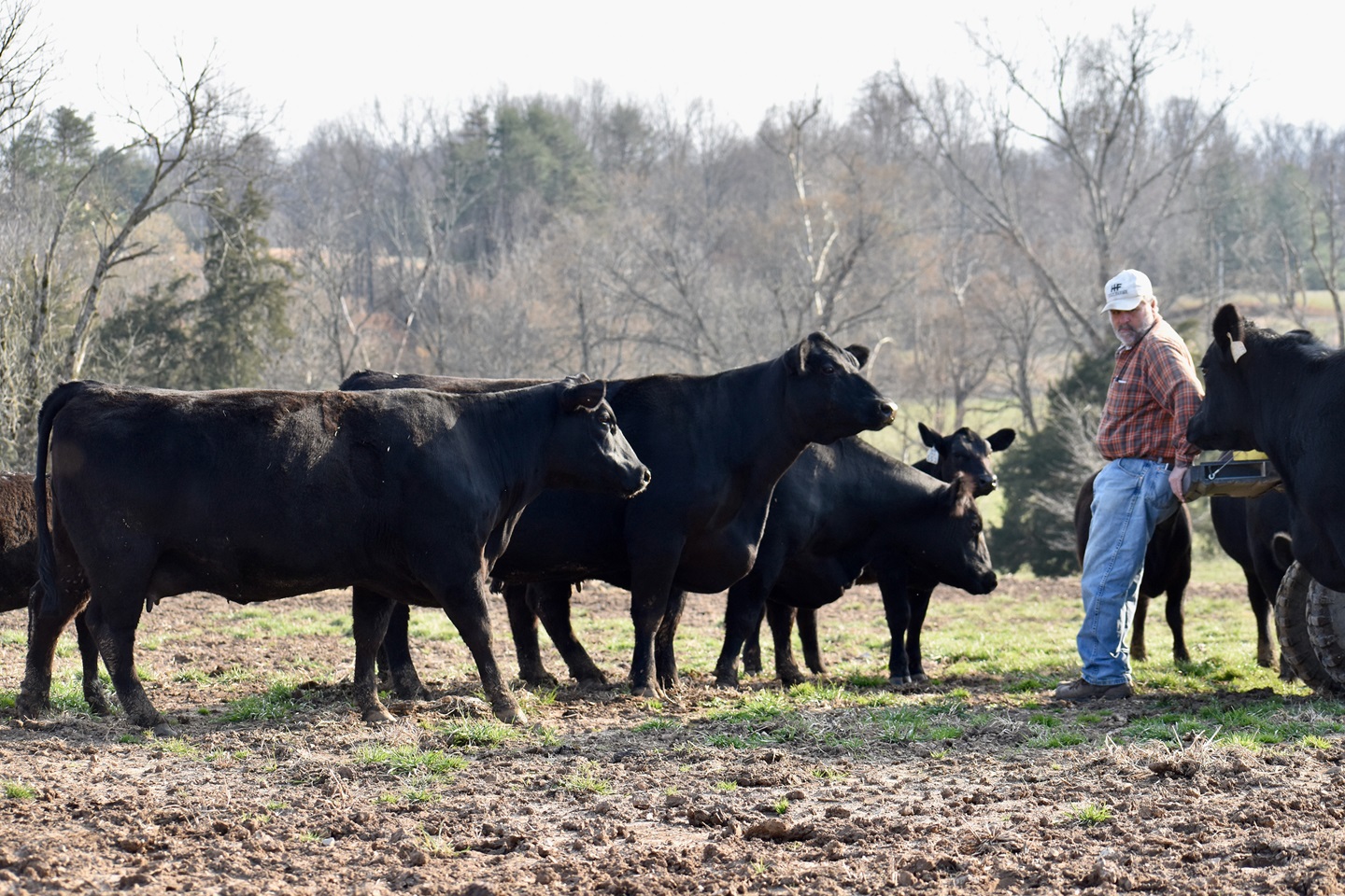 holt-cattle