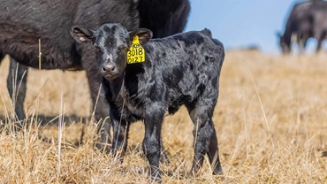 Angus Calf