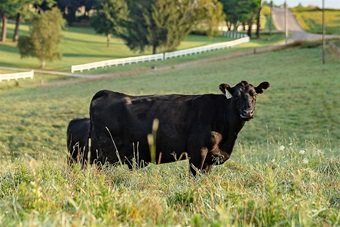 Black Angus cow and calf standing amongst a lush pasture