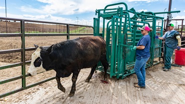 cattle chute