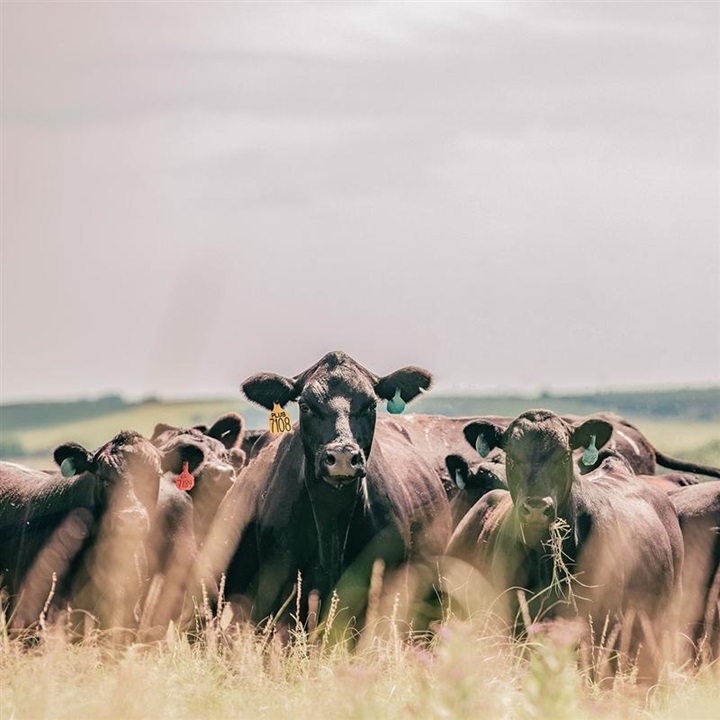 Group of Angus cattle grazing in a warm pasture.