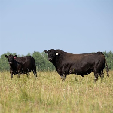 Two Angus herd sires stand in a green pasture.