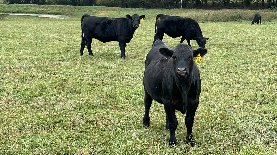 heifers
