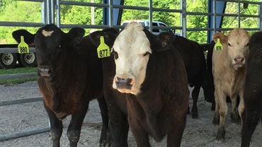 feedlot cattle