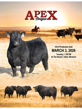 Apex Angus