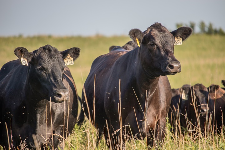 Downey Ranch cattle