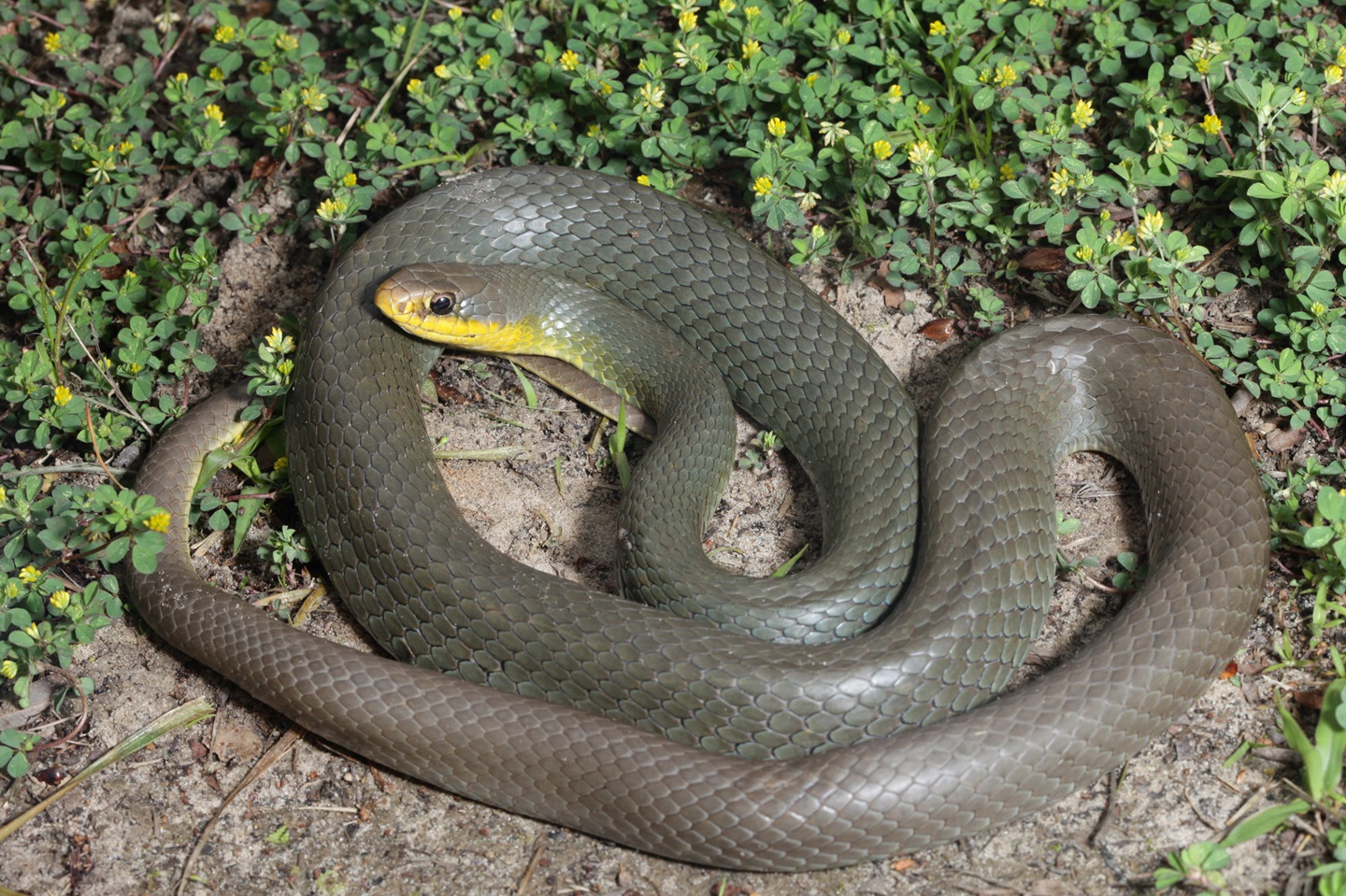 Nonvenomous-eastern-racer