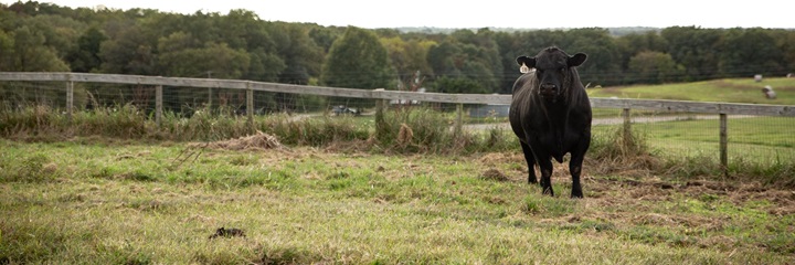 A lone Angus bull standing tall in a pasture pen.