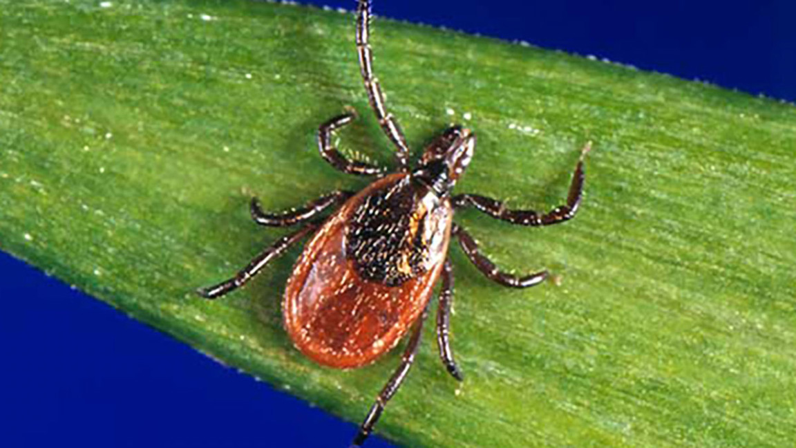 Tick on a leaf