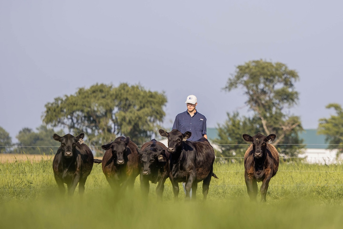 Five Black Angus cattle move toward the camera through tall green grass in a pasture, with a person walking behind the group. Trees and agricultural buildings appear in the distance beneath a bright, clear sky.
