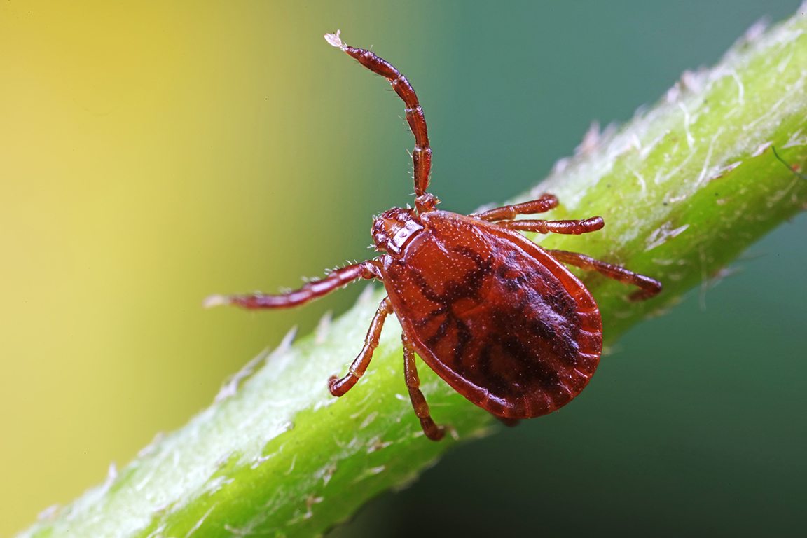 tick