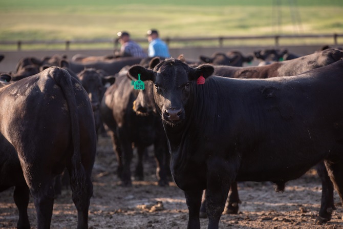 cattle in a feedyard