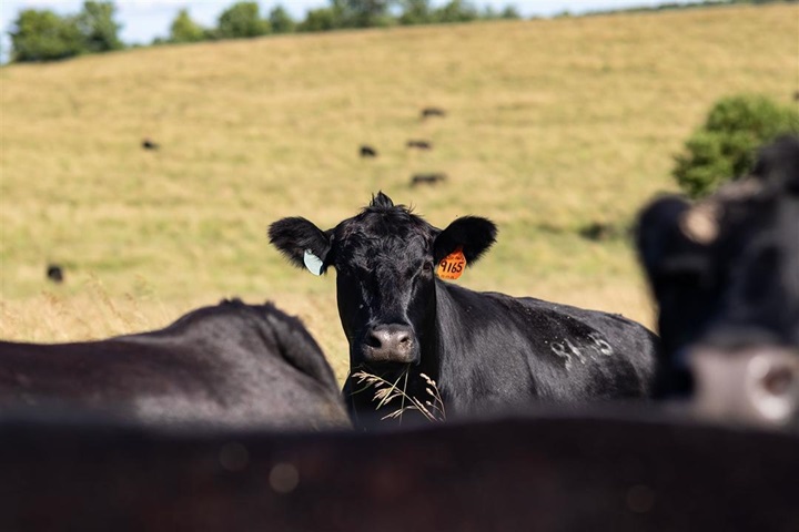 An Angus cow standing far back behind a group of cows closer up to the camera.