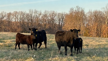 cows & calves on pasture