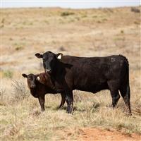 An Angus cow and calf standing in a golden brown pasture.