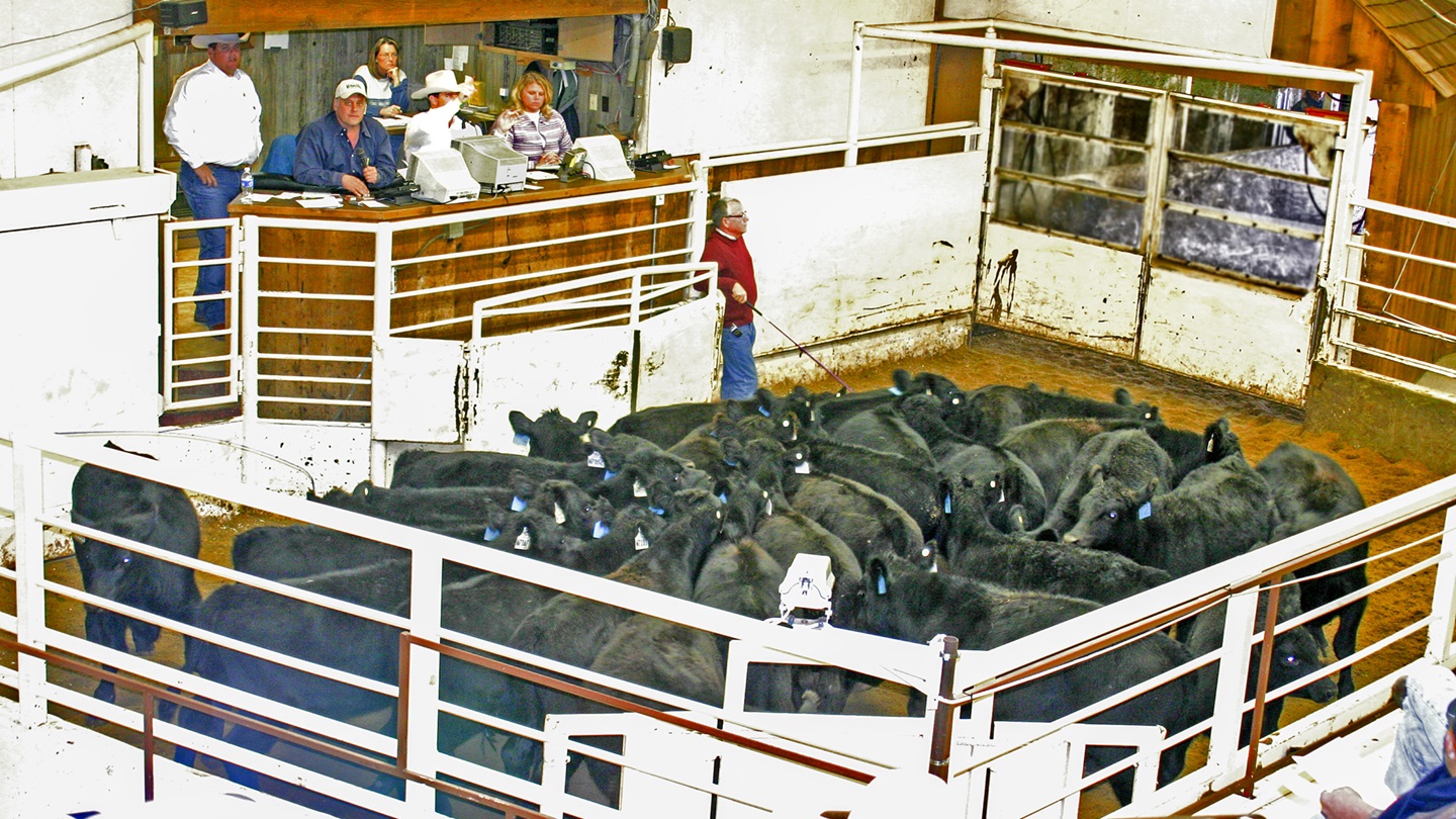 calves at auction