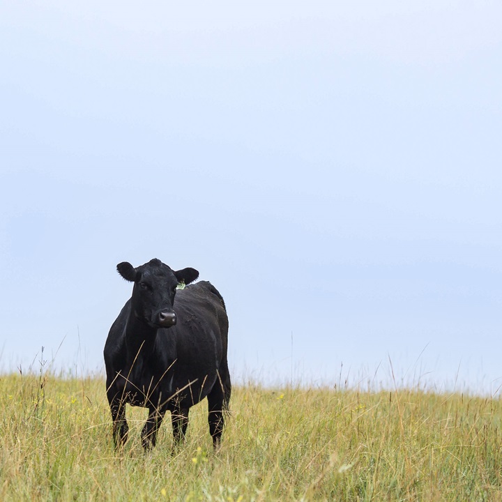 A single Angus cow standing on a grassy hill.