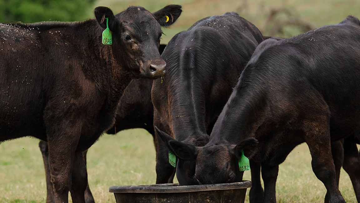 calves at feed pan