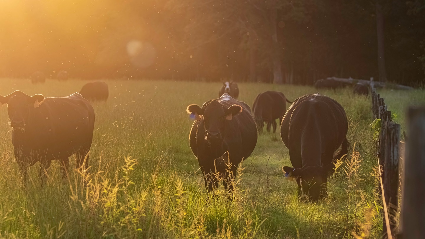 cattle at dusk