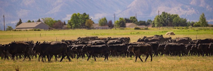 Calves on pasture in mountain foothills.