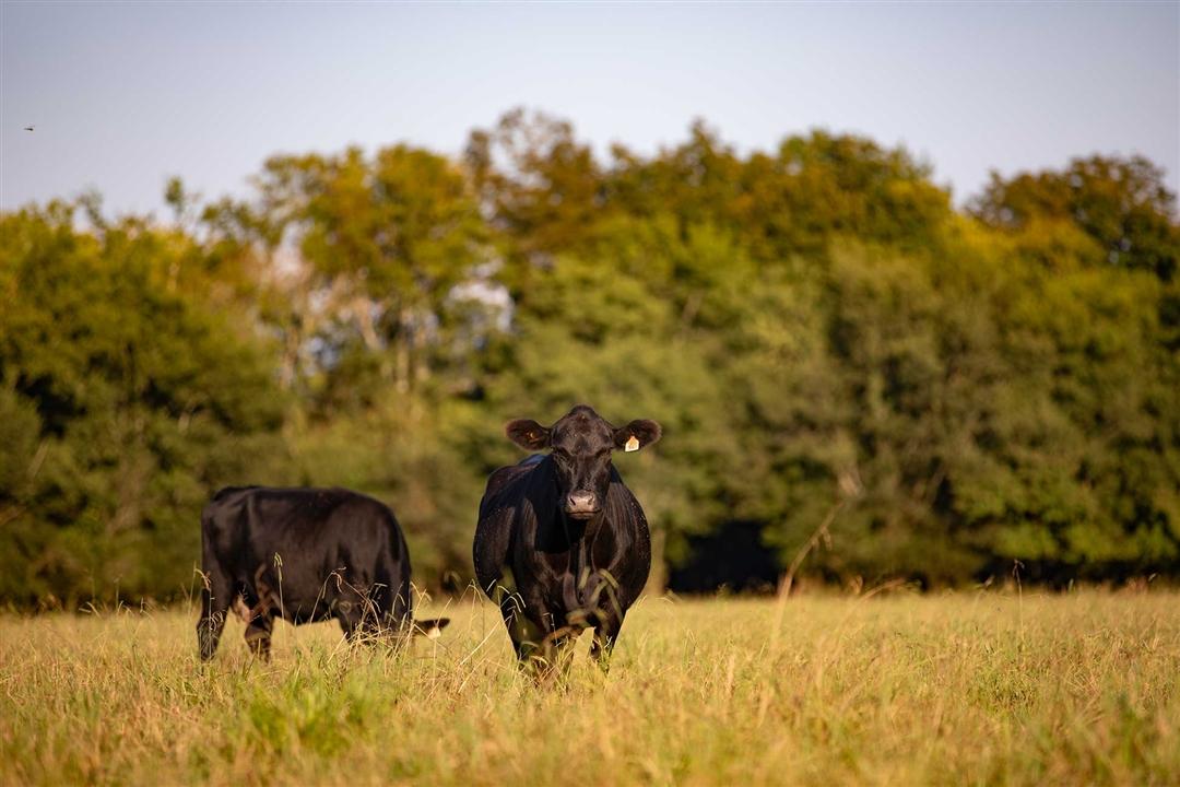 Two Angus cows grazing in a tall pasture of grass.