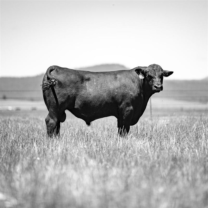 A single Angus bull standing in a Mountain valley pasture.