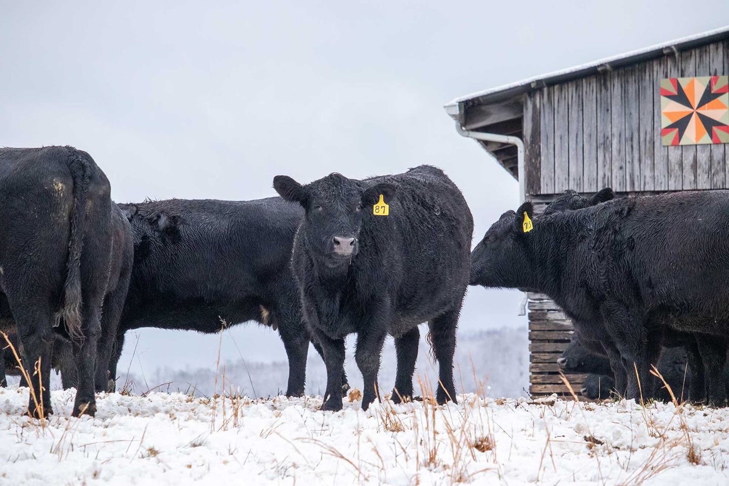 cows in snow