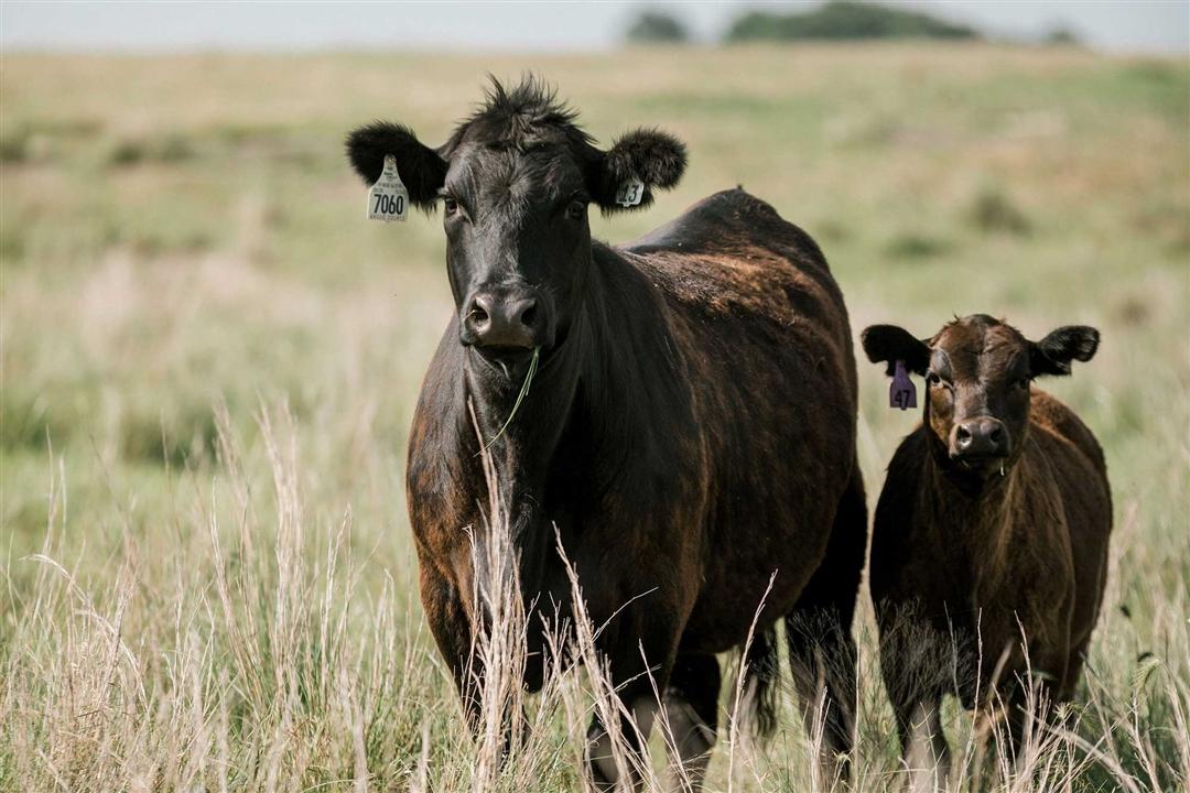 Cow and calf standing together in a pasture.