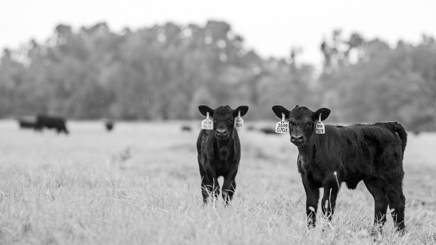 Angus calves