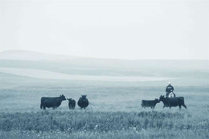 A cowboy on horseback gathering up a small group of Angus cows in the pasture.